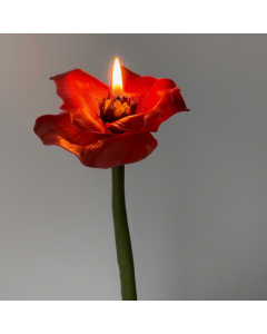 Beeswax flower Poppy