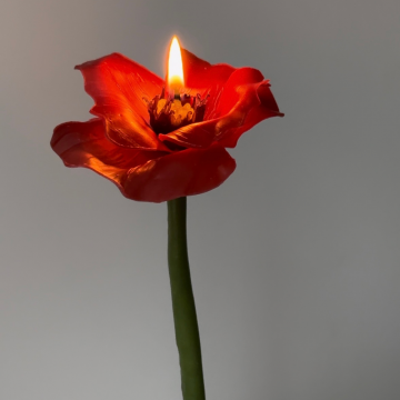 Beeswax flower Poppy