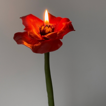 Beeswax flower "Poppy"